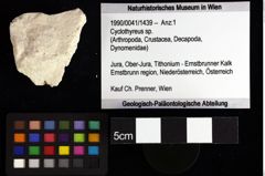 Foto (Objket + Etiketten) von Longodromites angustus (Reuss 1858) 